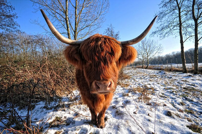 Schotse Hooglander. by Tilly Meijer