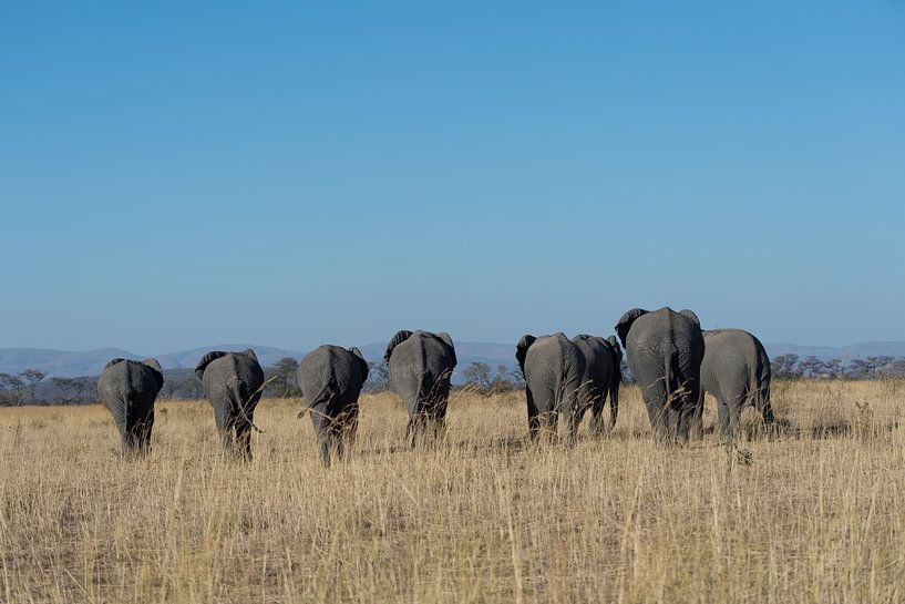 elephants by gj heinhuis