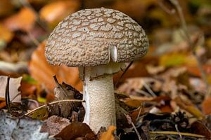 Champignons sur Jack Van de Vin