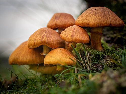 Oranje paddestoelen