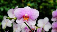 Orchidee wit met roze