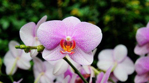 Orchidee wit met roze