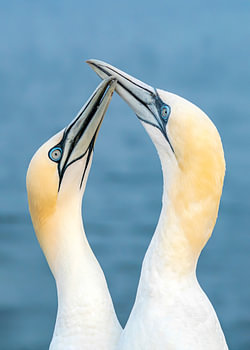 Liefde tussen twee Jan van Genten (Morus bassanus).  Love birds.