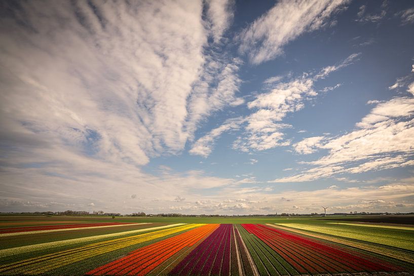 Champs de tulipes à Groningue par Bo Scheeringa Photography