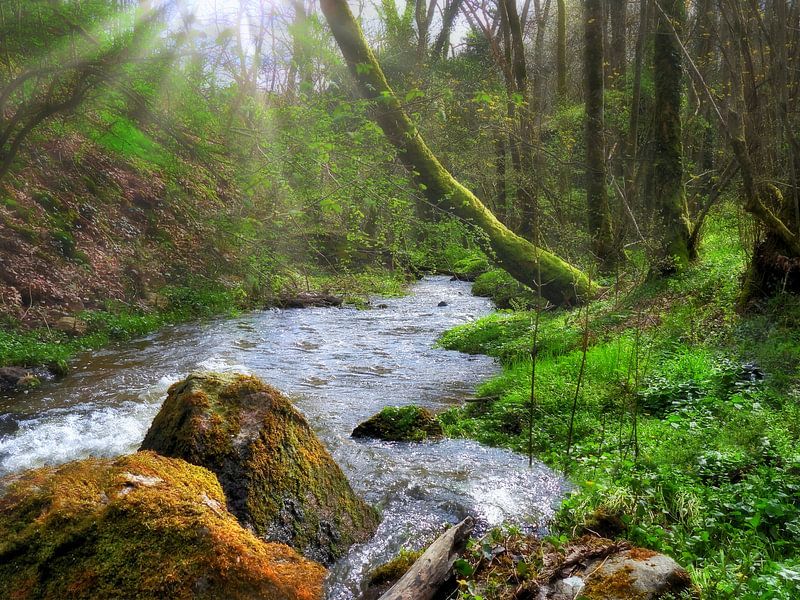 In die Wildnis von Maickel Dedeken
