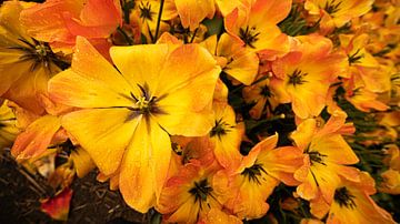 Gele bloem close-up van Art Pictures by  Lotte