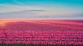 een bloemenzee van Rode tulpen van eric van der eijk