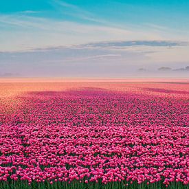 Red tulips by eric van der eijk