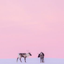 Des rennes dans une oasis rose - partie 2 sur Monique van Genderen (in2pictures.nl fotografie)