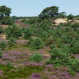 Panorama van het Aekingerzand van Wim vd Neut