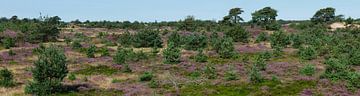 Panorama de l'Aekingerzand sur Wim vd Neut