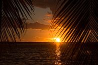 Sunset among palm trees by Michèle Huge thumbnail