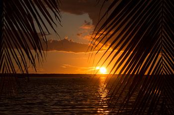 Sonnenuntergang unter Palmen