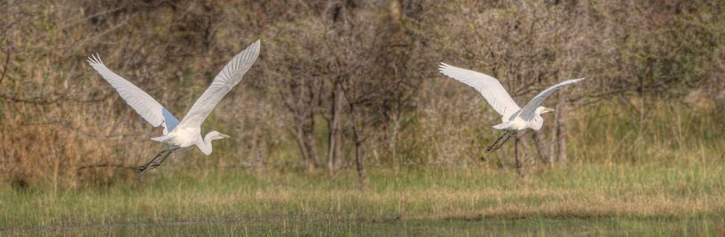 Flying the Okavango van BL Photography