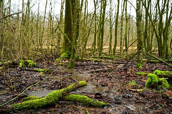 Brönnhof Schweinfurt - Wetland biotope in the forest at Lake Jeusingsee