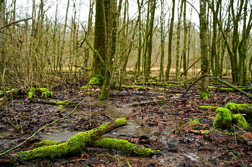 Brönnhof Schweinfurt - Wetland biotope in the forest at Lake Jeusingsee