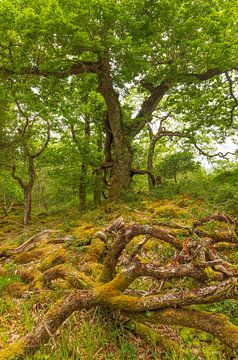 Killarney (Ierland) van Marcel Kerdijk