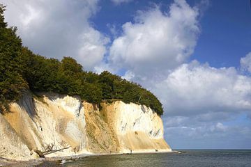 Kreidefelsen auf der Insel Rügen - Nationalpark Jasmund von Frank Herrmann