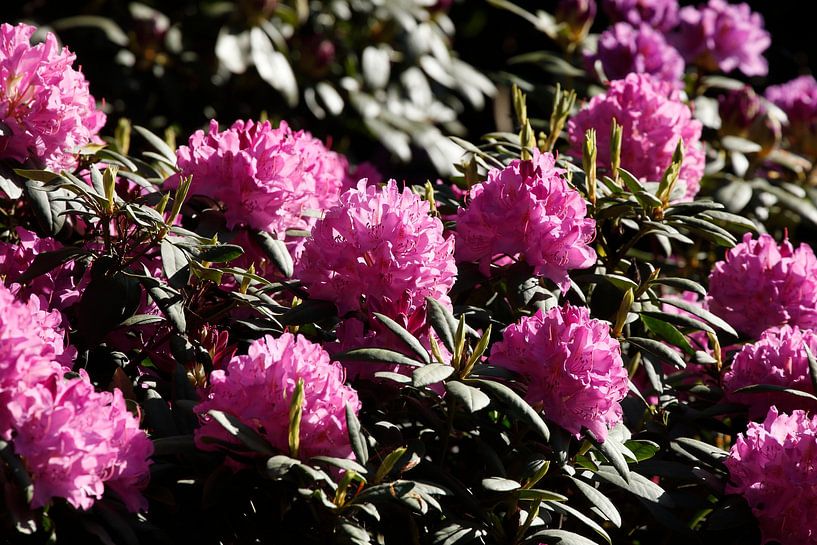 Lila Rhododendronblüte, Close-Up, Deutschland von Torsten Krüger