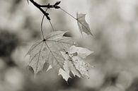 Zwart-wit beeld van bladeren van een esdoorn van Heiko Kueverling thumbnail