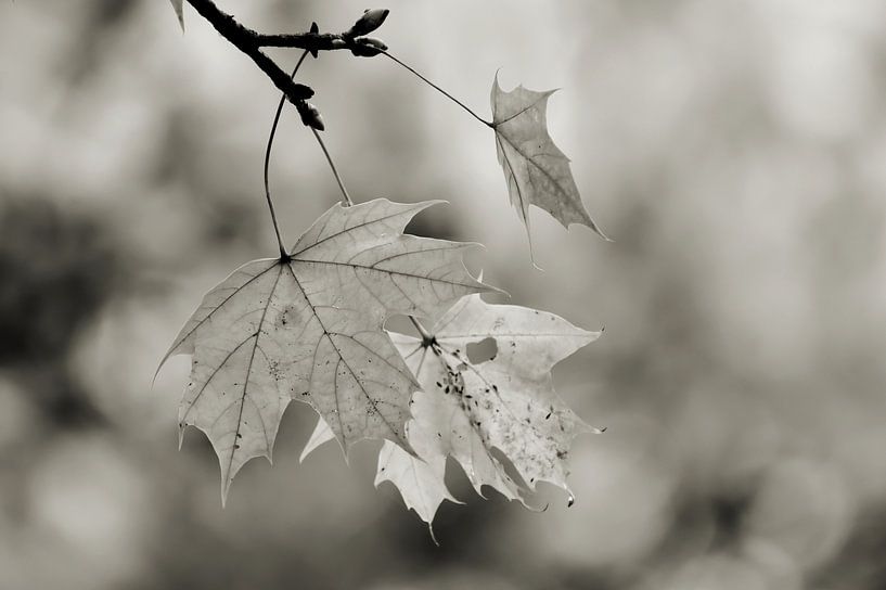 Zwart-wit beeld van bladeren van een esdoorn van Heiko Kueverling