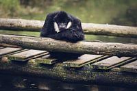 Witwanggibbon is mensen aan het kijken