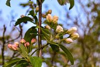 Obstbaum
