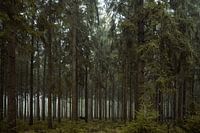 Oranjewoud, Netherlands, 2020