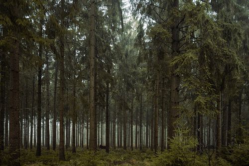 Oranjewoud, Niederlande, 2020