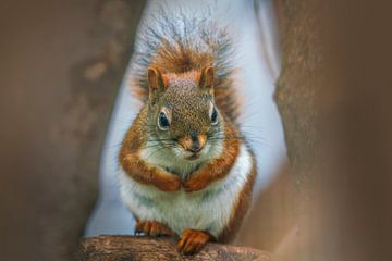 rotes Eichhörnchen (Sciurus vulgaris) sitzt auf einem Ast in einem Baum von Mario Plechaty Photography