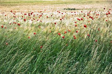 Zarte, rote Mohnblüten im Kornfeld  von Silva Wischeropp