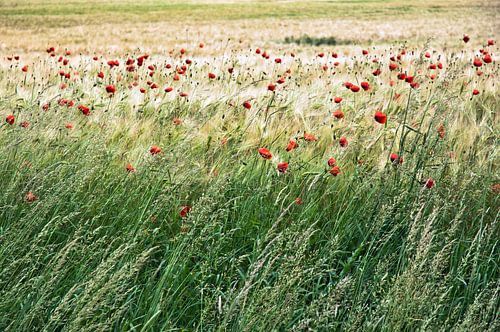 Tere, rode papaverbloemen in een korenveld 