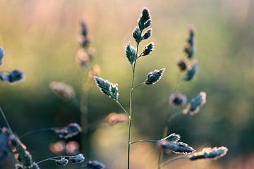 Reed grass in the evening light by Linda de Klein