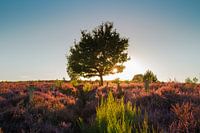 Heide in bloei