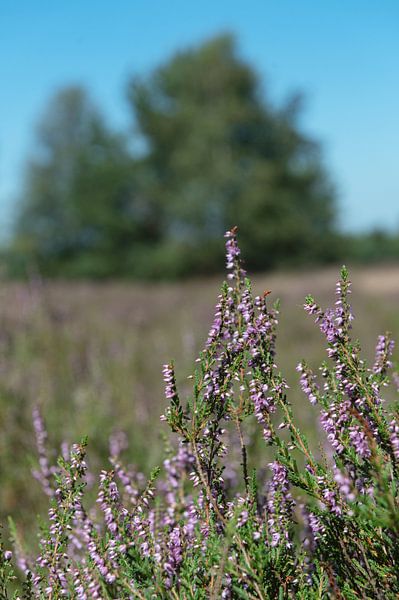 Vilsterse Veld Heathland by Richard Wareham