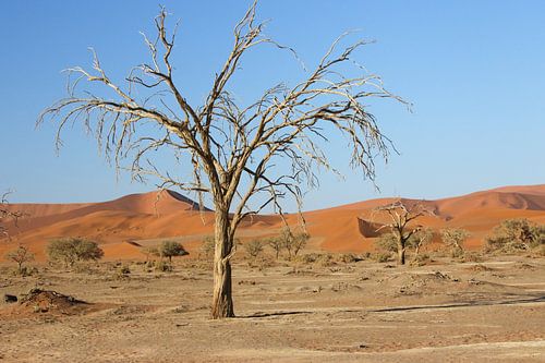 Namibia : The Red Dunes