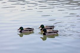 The three of us by Harald Schottner