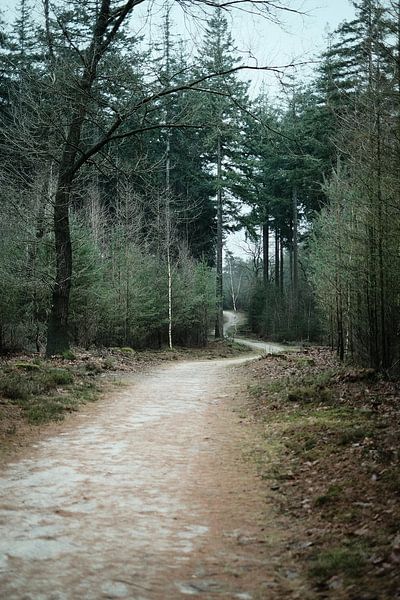 Sentier mystérieux dans la forêt de Veluwe en hiver | Pays-Bas | Photographie de nature par Diana van Neck Photography