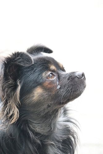 Langhaariger Chihuahua