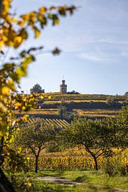 View of the autumnal vineyards and the flag tower (Kaffeemühlchen) in Bad Dürkheim by Fabian Bracht