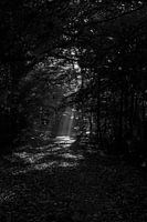 Spotlight im Wald