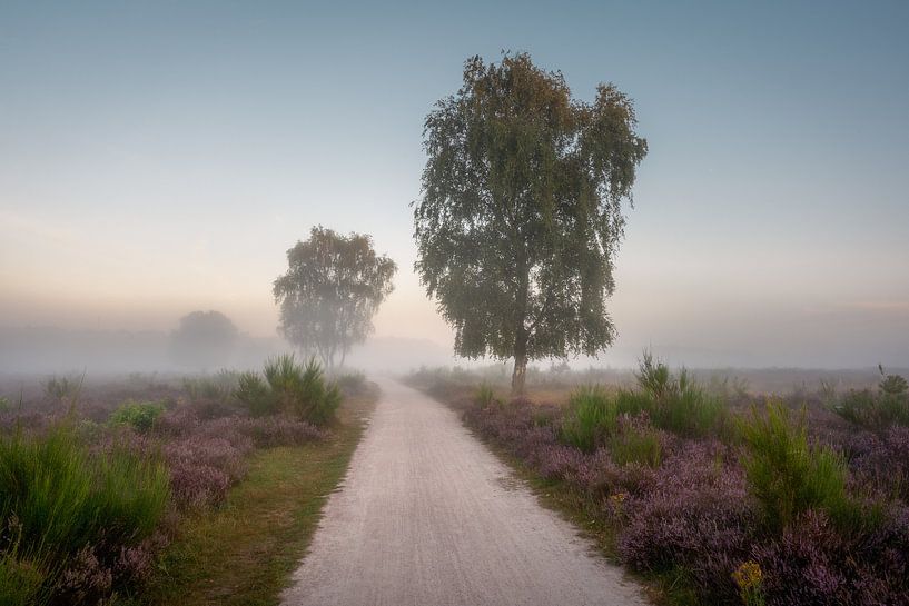 Heather Pano Zuiderheide Laren NH by Jolanda Aalbers