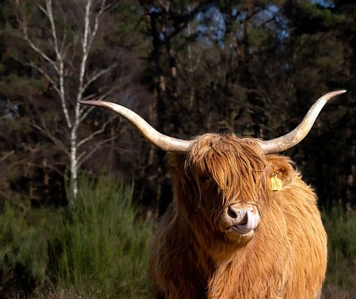 Schotse Hooglander Tong