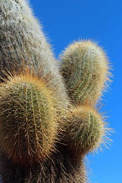 cactus op zoutvlakte van Uyuni van Marieke Funke