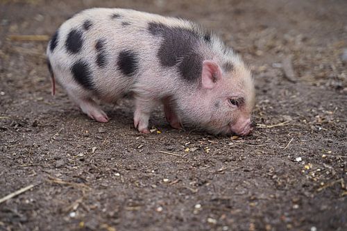 Mini biggetje bij zijn eerste uittocht op de boerderij.