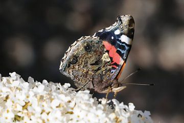 Atalanta vlinder op Buddleiastruik van Cora Unk
