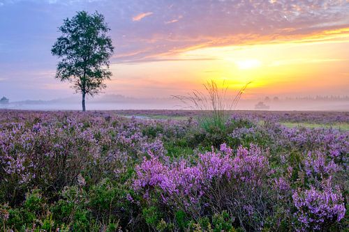 Bloeiende heideplanten in een heidelandschap tijdens zonsopgang