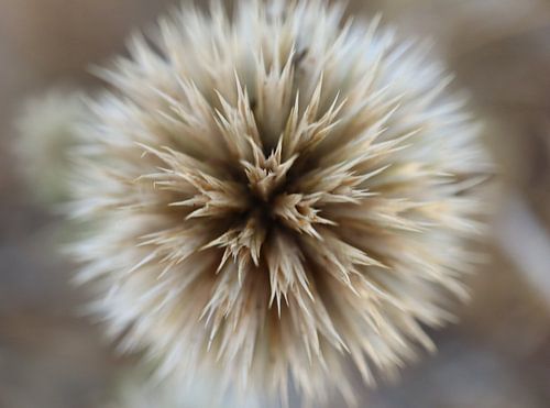 Pluizenbol