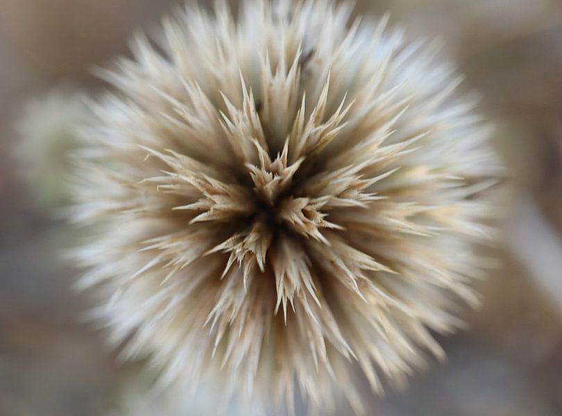 Flaumball von Angelique Raaijmakers
