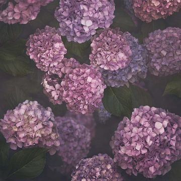 Hydrangea by Marina de Wit